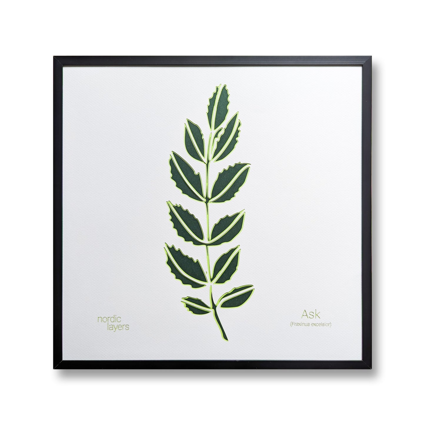 Ask - Danish Leaf Collection (32x32 cm)