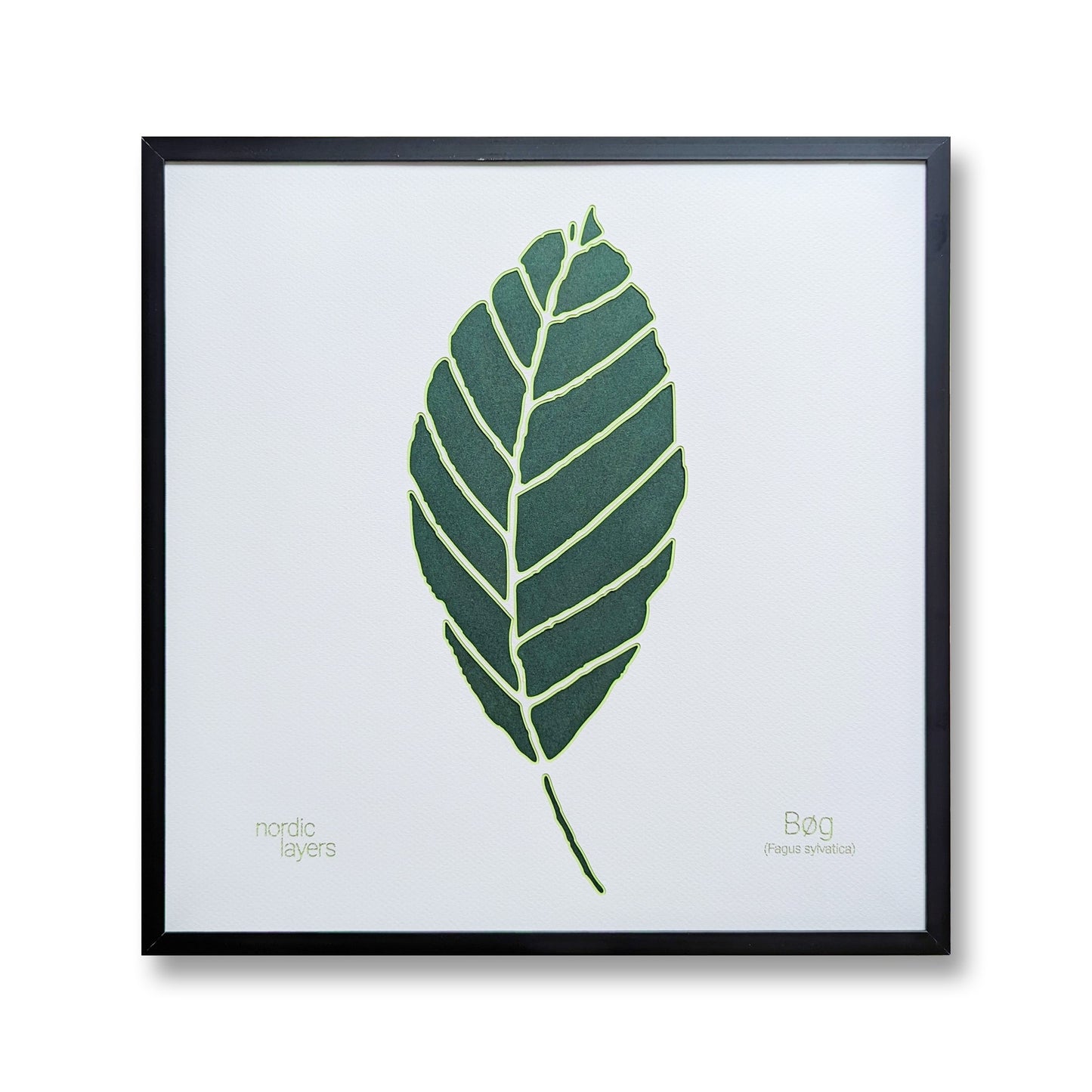 Bøg - Danish Leaf Collection (32x32 cm)