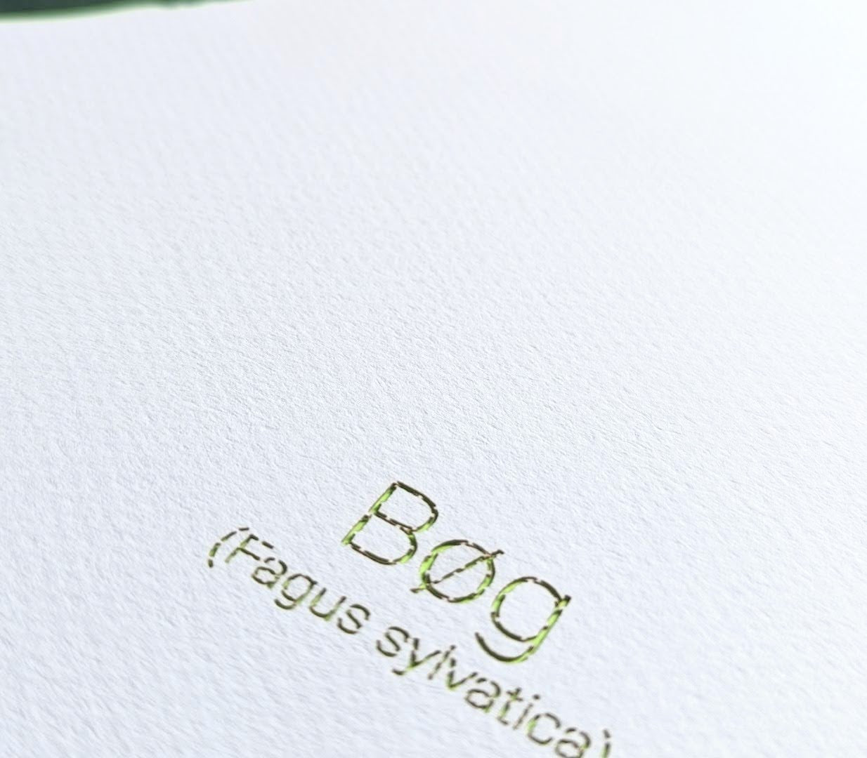 Bøg - Danish Leaf Collection (32x32 cm)